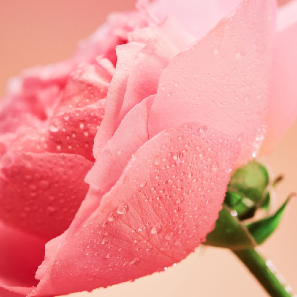 Jurlique Rose Shower Gel